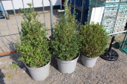 Three various potted trees
