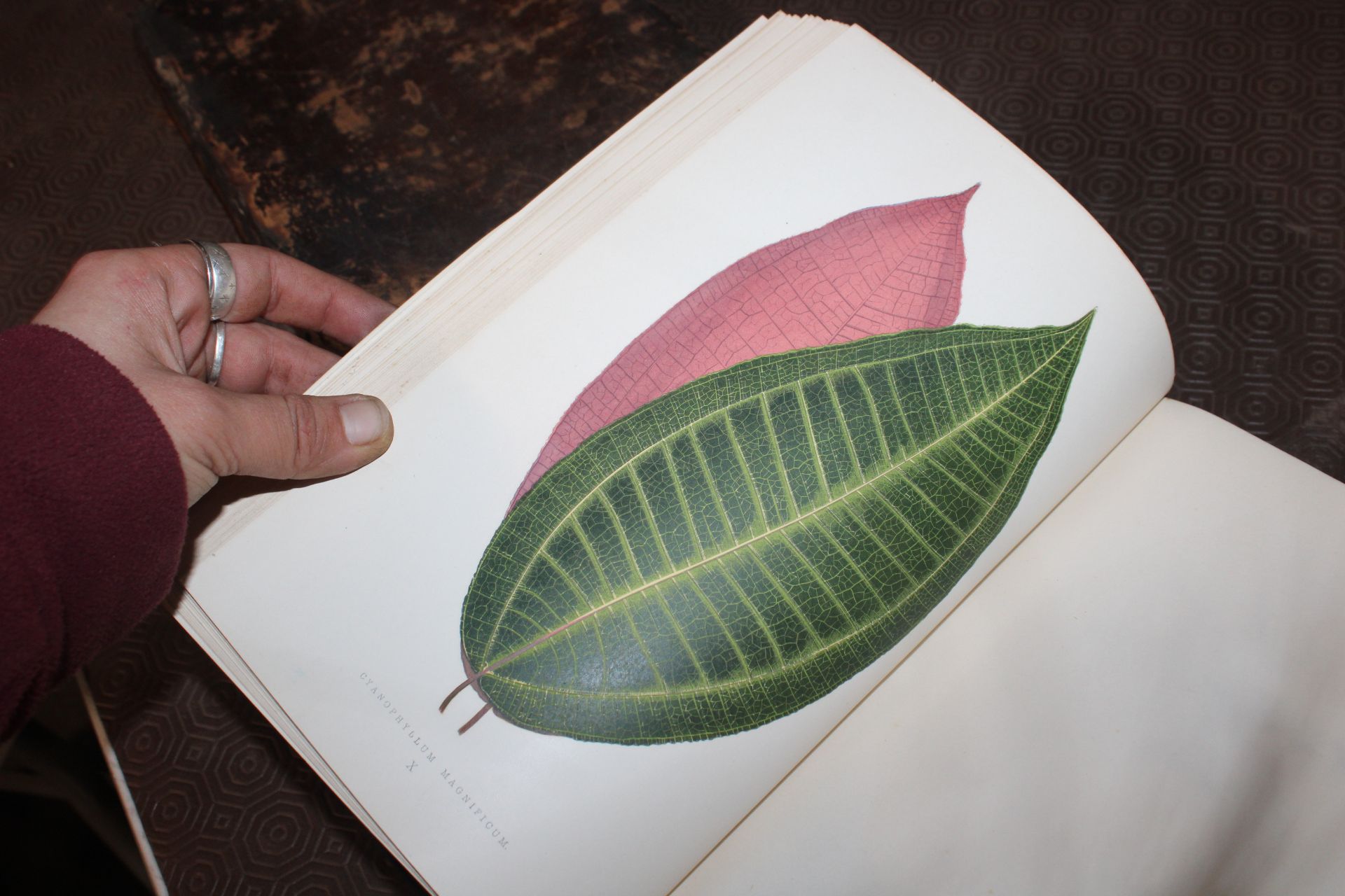 EJ Lowe, 1872, "Beautiful Leaved Plants" with 60 c - Image 54 of 60