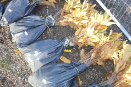 50x Sweet Chestnut (Castanea Sativa) hedging plant