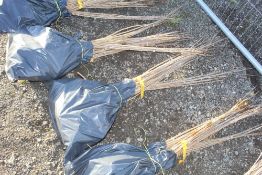 50x Wild Cherry (Prunus Aviun) hedging plants App