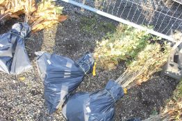 50x English Oak (Quercus Robur) hedging plants. Approx. 80cm - 120cm Vat is payable on hammer price