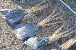 50x Wild Cherry (Prunus Aviun) hedging plants App