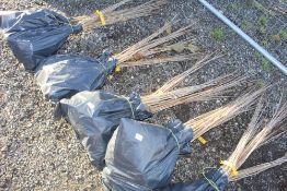 50x Wild Cherry (Prunus Aviun) hedging plants App