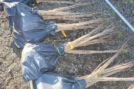 50x Wild Cherry (Prunus Aviun) hedging plants App