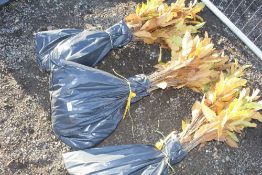 50x Sweet Chestnut (Castanea Sativa) hedging plant