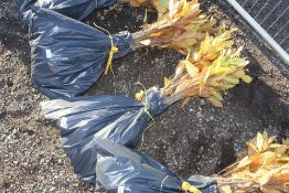 50x Sweet Chestnut (Castanea Sativa) hedging plant