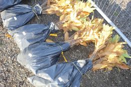 50x Sweet Chestnut (Castanea Sativa) hedging plant