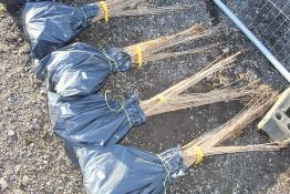 50x Wild Cherry (Prunus Aviun) hedging plants App