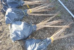 50x Wild Cherry (Prunus Aviun) hedging plants App