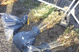 50x English Oak (Quercus Robur) hedging plants. Approx. 80cm - 120cm Vat is payable on hammer price