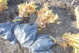 50x Sweet Chestnut (Castanea Sativa) hedging plant