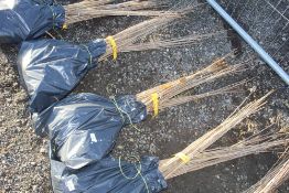 50x Wild Cherry (Prunus Aviun) hedging plants App