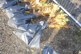 50x Sweet Chestnut (Castanea Sativa) hedging plant