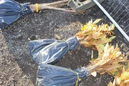 50x Sweet Chestnut (Castanea Sativa) hedging plant