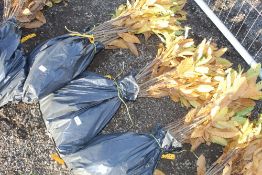 50x Sweet Chestnut (Castanea Sativa) hedging plant