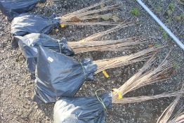 50x Wild Cherry (Prunus Aviun) hedging plants App