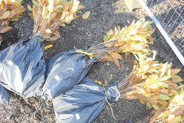 50x Sweet Chestnut (Castanea Sativa) hedging plant