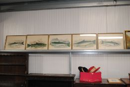 Five gilt framed prints depicting various species