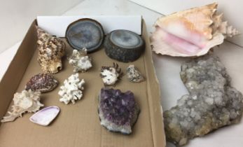 Contents to pink plastic box - sea shells,