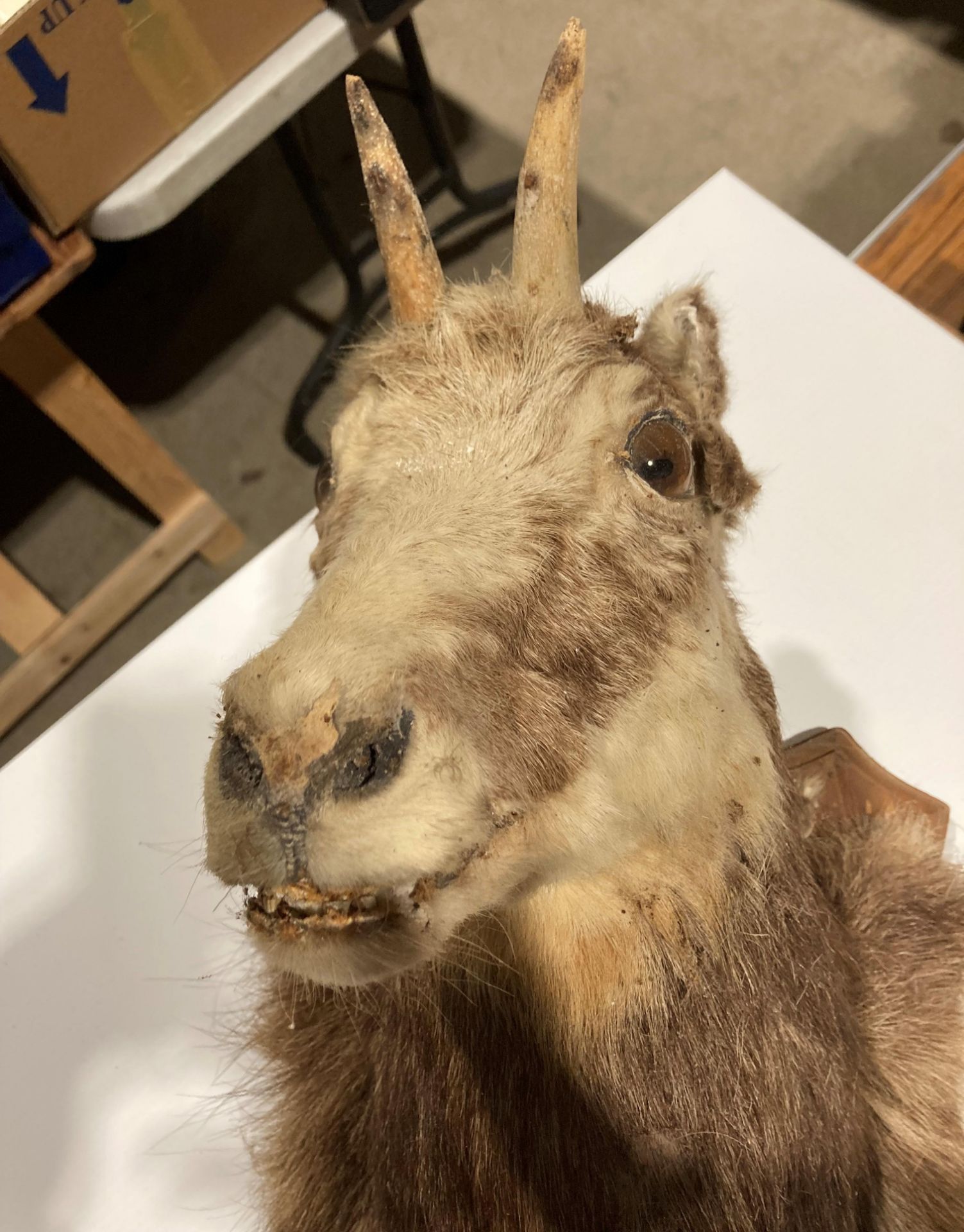 Taxidermy - a mounted head of Chamois goat in poor condition, - Image 2 of 7