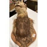 Taxidermy - a mounted head of Chamois goat in poor condition,