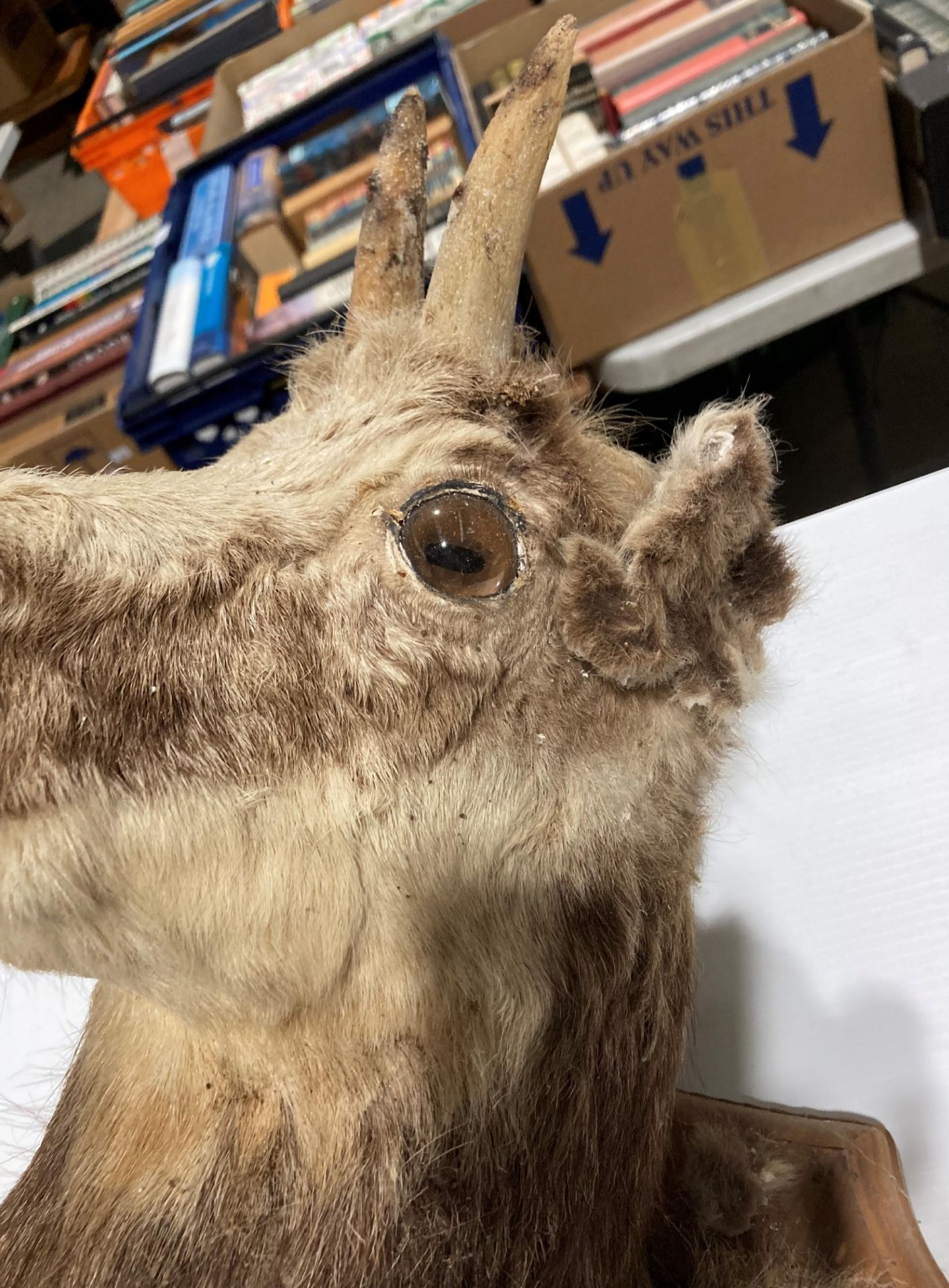 Taxidermy - a mounted head of Chamois goat in poor condition, - Image 3 of 7