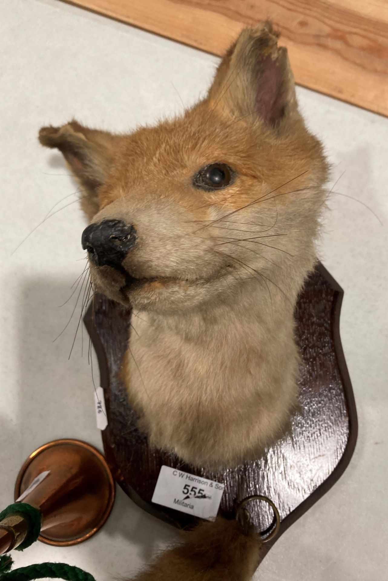 Taxidermy - a foxes head mounted on wooden plaque complete with a foxes tail and a small copper - Image 2 of 3