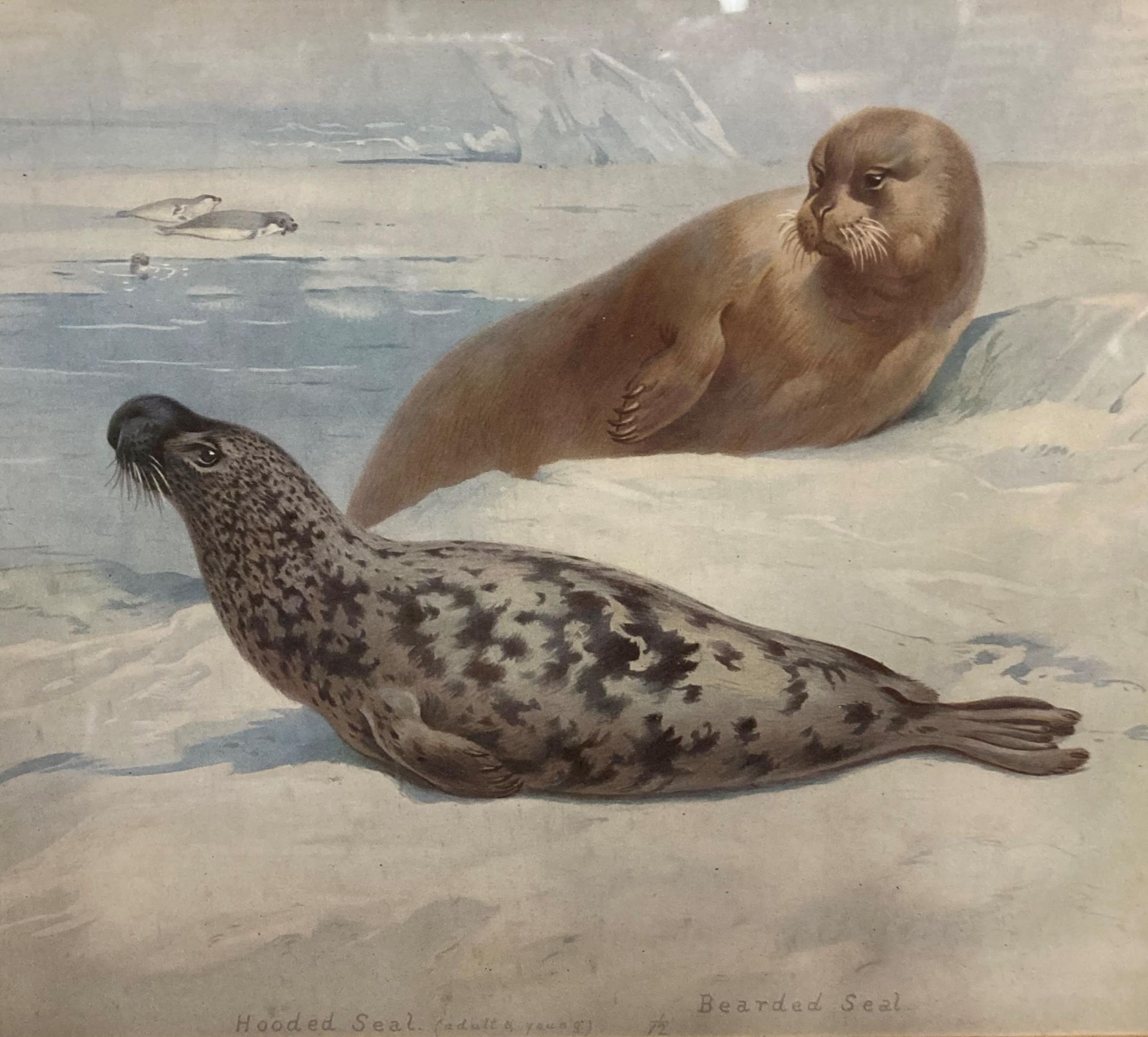 Ornate framed print of seals - 'Hooded Seal & Bearded Seal' 22cm x 27cm (Saleroom location: N06) - Image 2 of 3