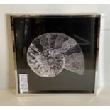 Marshall Arts 'Ammonite Fossil' print in silvered frame,