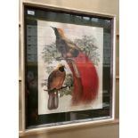 A modern framed print 'Birds of Paradise',