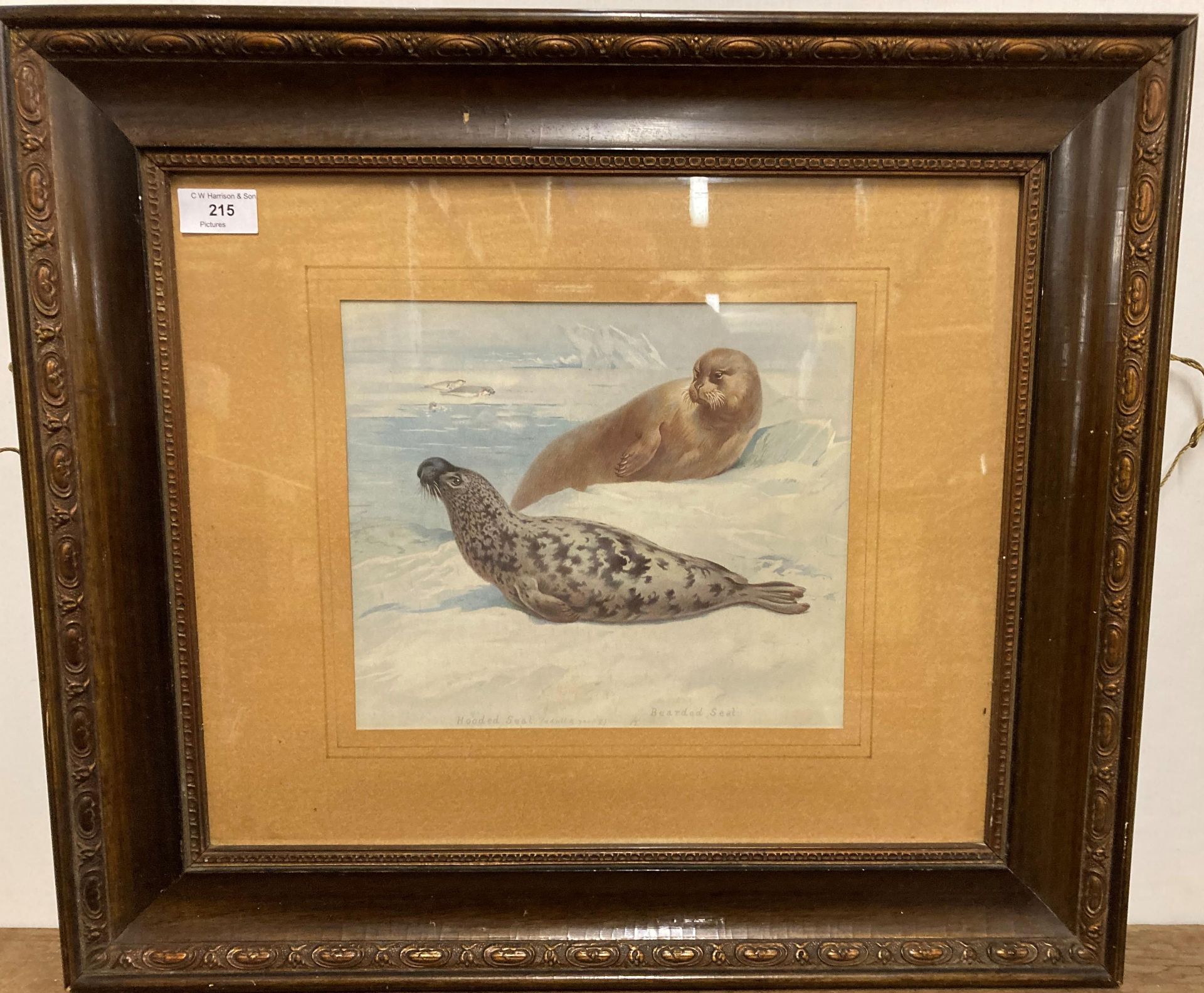 Ornate framed print of seals - 'Hooded Seal & Bearded Seal' 22cm x 27cm (Saleroom location: N06)