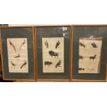 Three framed book plates detailing animals and birds,