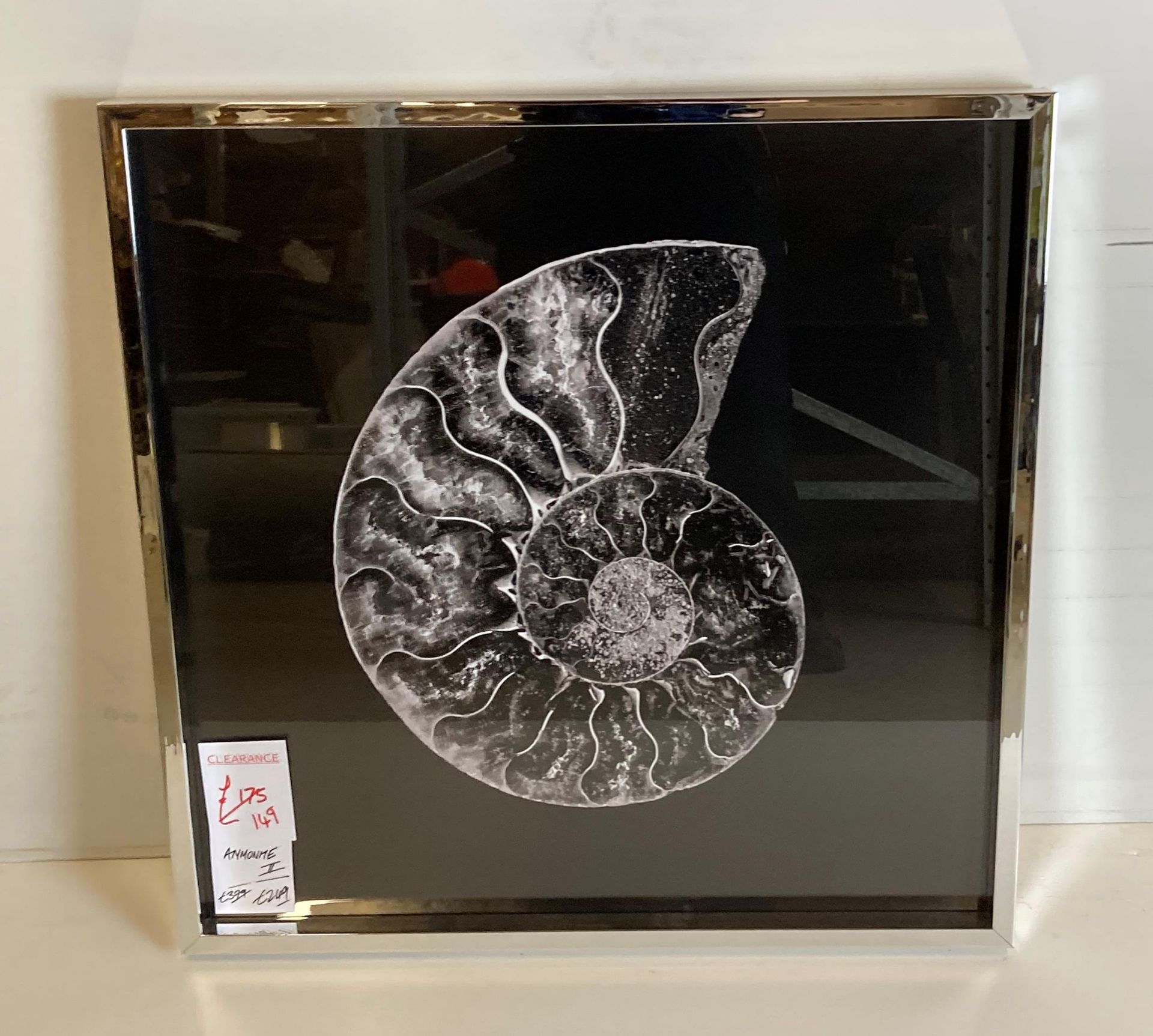 A framed Ammonite print in silvered frame,