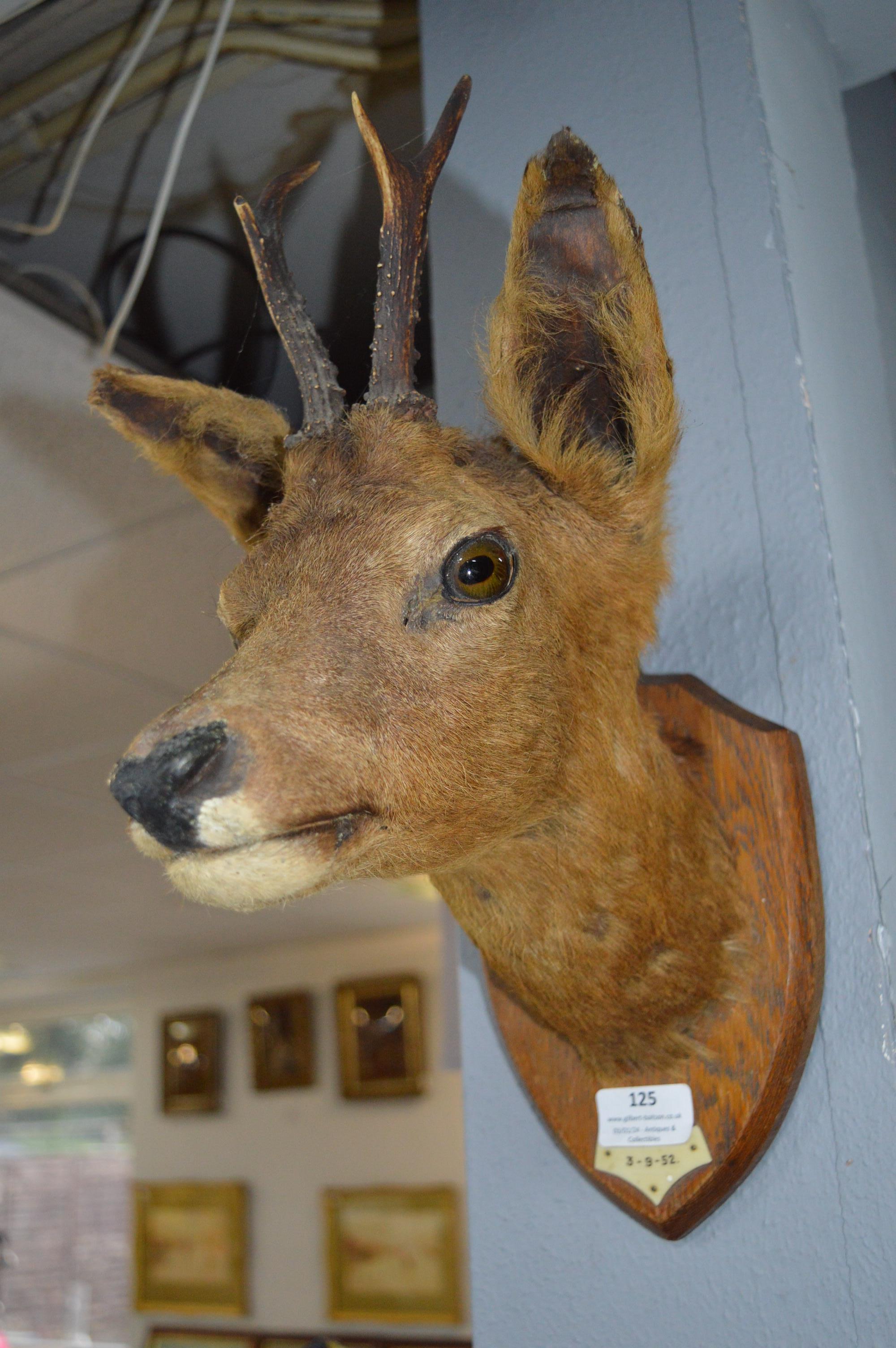 1950's Taxidermy Mounted Deer's Head - Image 2 of 2