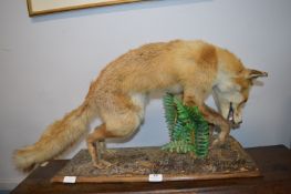 Taxidermy Study of a Fox