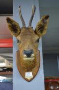 1950's Taxidermy Mounted Deer's Head
