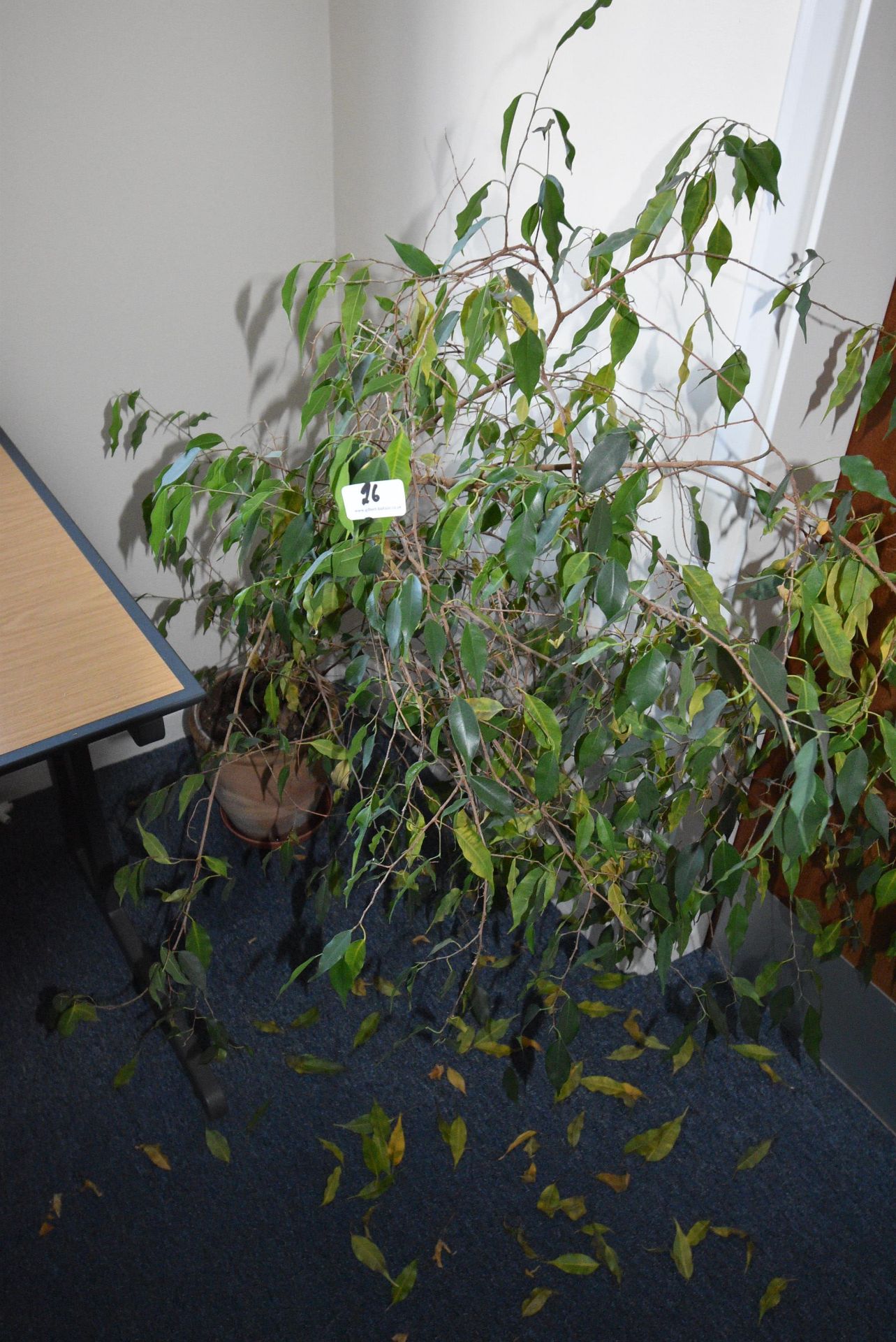 *Ivy Plant in Terracotta Pot