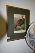 *Framed Print of a Wild American Turkey