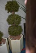 Artificial Plant in Pot Approx 170cm Total Height