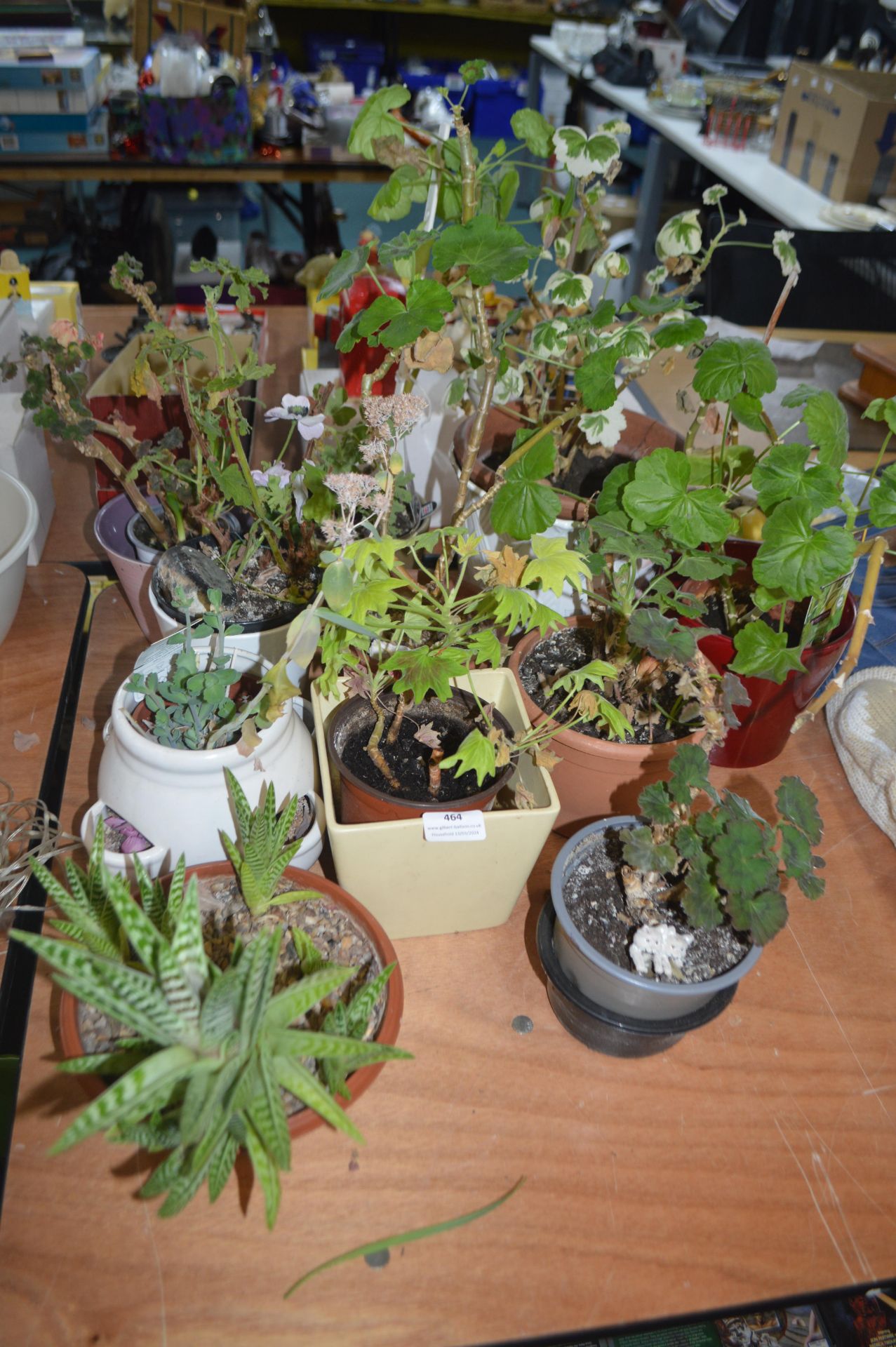 Aloe Vera Plants and Geraniums