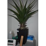 *Artificial Aloe Vera (Location: 64 King Edward St, Grimsby, DN31 3JP, Viewing Tuesday 26th,