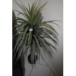 *Artificial Yucca (Location: 64 King Edward St, Grimsby, DN31 3JP, Viewing Tuesday 26th, 10am -