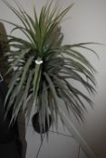 *Artificial Yucca (Location: 64 King Edward St, Grimsby, DN31 3JP, Viewing Tuesday 26th, 10am -