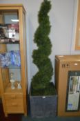 *6ft Cedar Spiral Topiary
