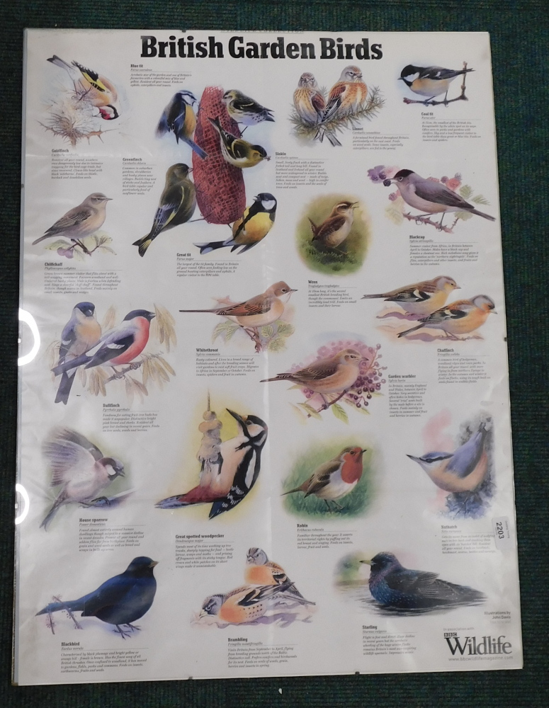 A British Garden Birds poster.