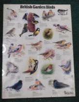 A British Garden Birds poster.