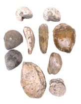 Assorted fossilized shells and ammonites. (10)