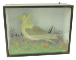 Taxidermy. A gull in naturalistic setting, in an ebonised glazed case, marked to the back 'shot in H