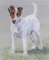 Janice Gordon (Contemporary). Study of a Jack Russell Terrier, pastel, signed and dated '00, 41cm x