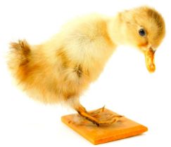 Taxidermy. Duckling in standing position, on a wooden rectangular base, 9.5cm high.